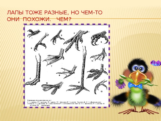 Лапы тоже разные, но чем-то  они похожи. Чем? 