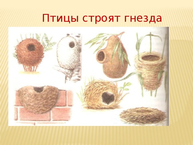 Птицы строят гнезда Гнездо аиста 