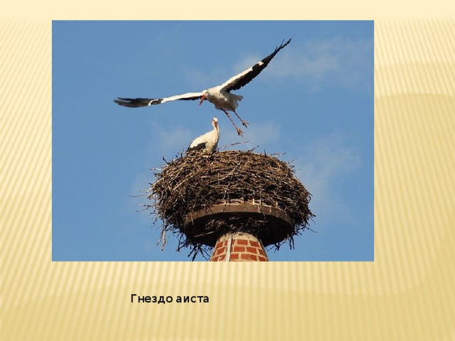 Гнездо аиста 
