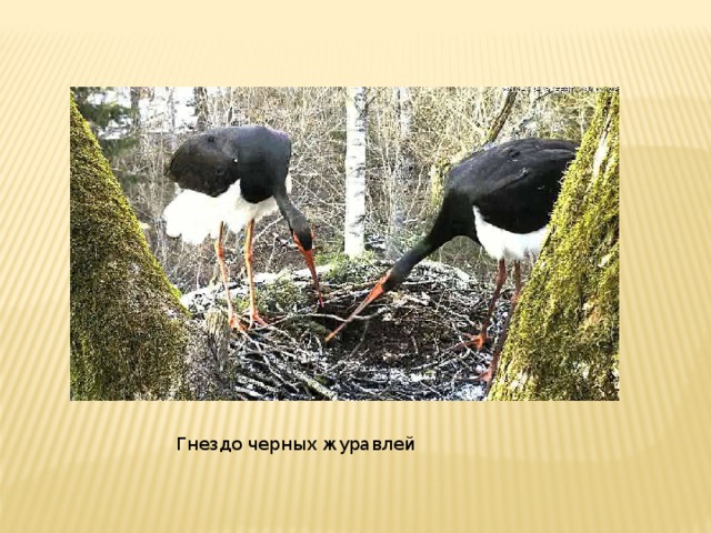 Гнездо черных журавлей 