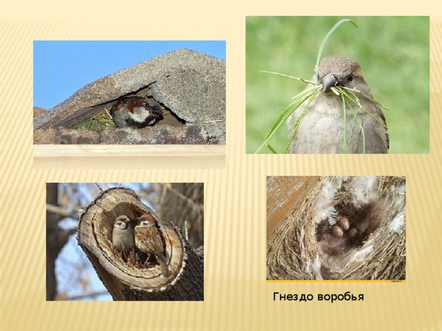 Гнездо воробья 