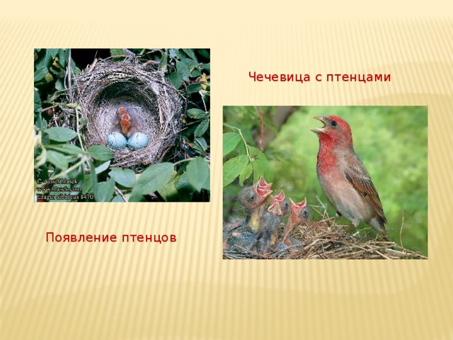 Чечевица с птенцами Появление птенцов 
