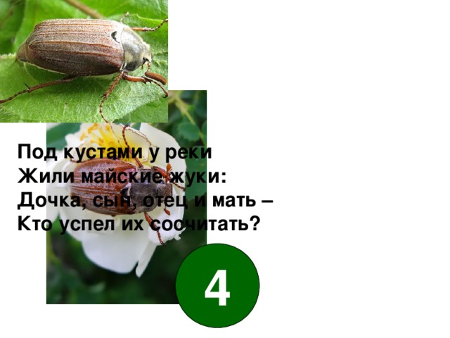 Под кустами у реки Жили майские жуки: Дочка, сын, отец и мать – Кто успел их сосчитать? 4