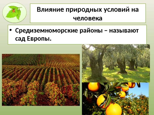 Влияние природных условий на человека Средиземноморские районы – называют сад Европы. 