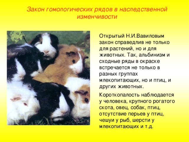 Закон гомологических рядов в наследственной изменчивости Открытый Н.И.Вавиловым закон справедлив не только для растений, но и для животных. Так, альбинизм и сходные ряды в окраске встречается не только в разных группах млекопитающих, но и птиц, и других животных. Короткопалость наблюдается у человека, крупного рогатого скота, овец, собак, птиц, отсутствие перьев у птиц, чешуи у рыб, шерсти у млекопитающих и т.д.  