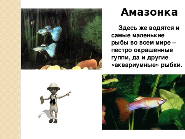 Амазонка В Амазонке водится рыба пираруку или, как ее еще называют, гигантская красная рыба. Отдельные ее экземпляры имеют длину около 5 м и весят до 200 кг! Тяжелое и массивное тело этих рыб у головы окрашено в зеленоватый, а ближе к хвосту в ярко-красный цвет. Охотятся на нее со стрелами и острогами. 