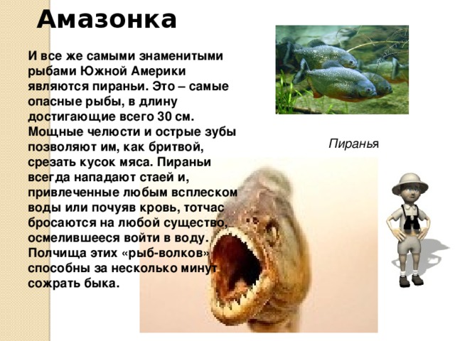 Амазонка Здесь же водятся и самые маленькие рыбы во всем мире – пестро окрашенные гуппи, да и другие «аквариумные» рыбки. 