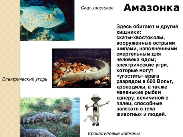 Амазонка И все же самыми знаменитыми рыбами Южной Америки являются пираньи. Это – самые опасные рыбы, в длину достигающие всего 30 см. Мощные челюсти и острые зубы позволяют им, как бритвой, срезать кусок мяса. Пираньи всегда нападают стаей и, привлеченные любым всплеском воды или почуяв кровь, тотчас бросаются на любой существо, осмелившееся войти в воду. Полчища этих «рыб-волков» способны за несколько минут сожрать быка. Пирань я 