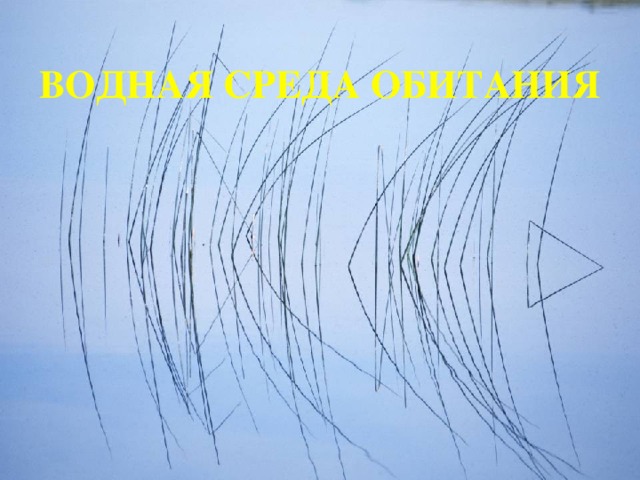 ВОДНАЯ СРЕДА ОБИТАНИЯ