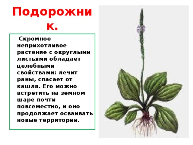 Подорожник.  Скромное неприхотливое растение с округлыми листьями обладает целебными свойствами: лечит раны, спасает от кашля. Его можно встретить на земном шаре почти повсеместно, и оно продолжает осваивать новые территории. 