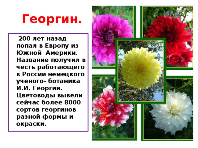 Георгин.  200 лет назад попал в Европу из Южной Америки. Название получил в честь работающего в России немецкого ученого- ботаника И.И. Георгии. Цветоводы вывели сейчас более 8000 сортов георгинов разной формы и окраски. 