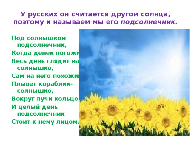 У русских он считается другом солнца, поэтому и называем мы его подсолнечник. Под солнышком подсолнечник, Когда денек погожий, Весь день глядит на солнышко, Сам на него похожий. Плывет кораблик- солнышко, Вокруг лучи кольцом. И целый день подсолнечник Стоит к нему лицом. 