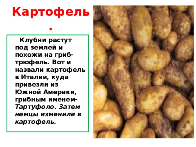 Картофель.  Клубни растут под землей и похожи на гриб- трюфель. Вот и назвали картофель в Италии, куда привезли из Южной Америки, грибным именем- Тартуфоло. Затем немцы изменили в картофель. 