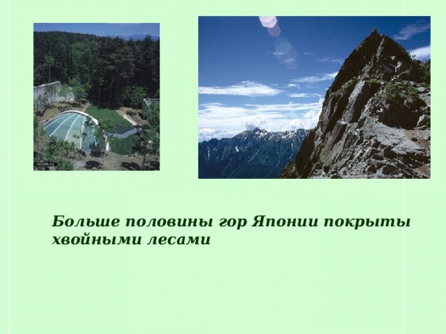 Больше половины гор Японии покрыты хвойными лесами 