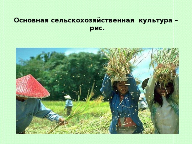 Основная сельскохозяйственная культура –рис.  