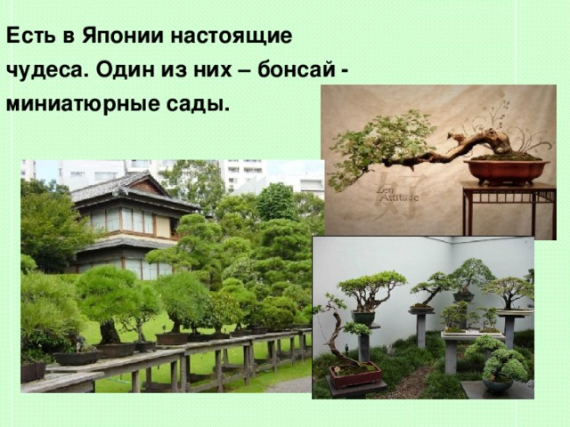 Есть в Японии настоящие чудеса. Один из них – бонсай - миниатюрные сады.  
