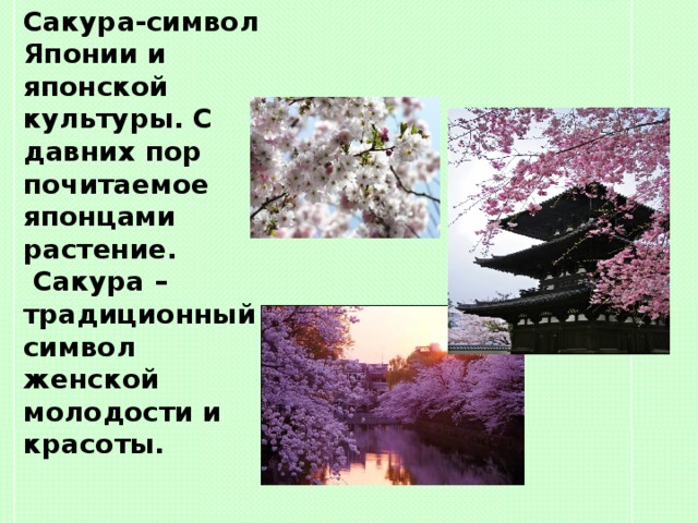 Сакура-символ Японии и японской культуры. С давних пор почитаемое японцами растение. Сакура – традиционный символ женской молодости и красоты. 