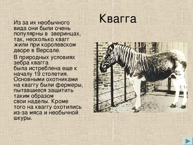 Квагга  Из за их необычного вида они были очень популярны в  зверинцах, так, несколько квагг жили при королевском дворе в Версале.  В природных условиях зебра квагга была истреблена еще к началу 19 столетия. Основными охотниками на кваггу были фермеры, пытавшиеся защитить таким образом свои наделы. Кроме того на кваггу охотились из-за мяса и необычной шкуры.