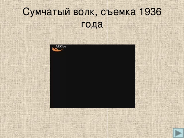 Сумчатый волк, съемка 1936 года