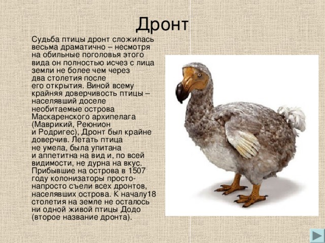Дронт  Судьба птицы дронт сложилась весьма драматично – несмотря на обильные поголовья этого вида он полностью исчез с лица земли не более чем через два столетия после его открытия. Виной всему крайняя доверчивость птицы – населявший доселе необитаемые острова Маскаренского архипелага (Маврикий, Реюнион и Родригес), Дронт был крайне доверчив. Летать птица не умела, была упитана и аппетитна на вид и, по всей видимости, не дурна на вкус. Прибывшие на острова в 1507 году колонизаторы просто-напросто съели всех дронтов, населявших острова. К началу18 столетия на земле не осталось ни одной живой птицы Додо  (второе название дронта).