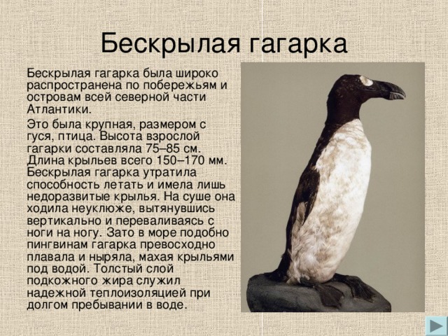 Бескрылая гагарка  Бескрылая гагарка была широко распространена по побережьям и островам всей северной части Атлантики.  Это была крупная, размером с гуся, птица. Высота взрослой гагарки составляла 75–85 см. Длина крыльев всего 150–170 мм. Бескрылая гагарка утратила способность летать и имела лишь недоразвитые крылья. На суше она ходила неуклюже, вытянувшись вертикально и переваливаясь с ноги на ногу. Зато в море подобно пингвинам гагарка превосходно плавала и ныряла, махая крыльями под водой. Толстый слой подкожного жира служил надежной теплоизоляцией при долгом пребывании в воде.
