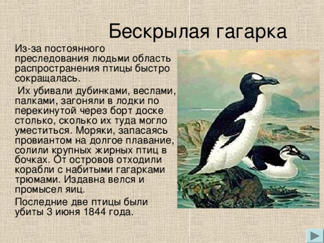 Бескрылая гагарка  Из-за постоянного преследования людьми область распространения птицы быстро сокращалась.    Их убивали дубинками, веслами, палками, загоняли в лодки по перекинутой через борт доске столько, сколько их туда могло уместиться. Моряки, запасаясь провиантом на долгое плавание, солили крупных жирных птиц в бочках. От островов отходили корабли с набитыми гагарками трюмами. Издавна велся и промысел яиц.   Последние две птицы были убиты 3 июня 1844 года.