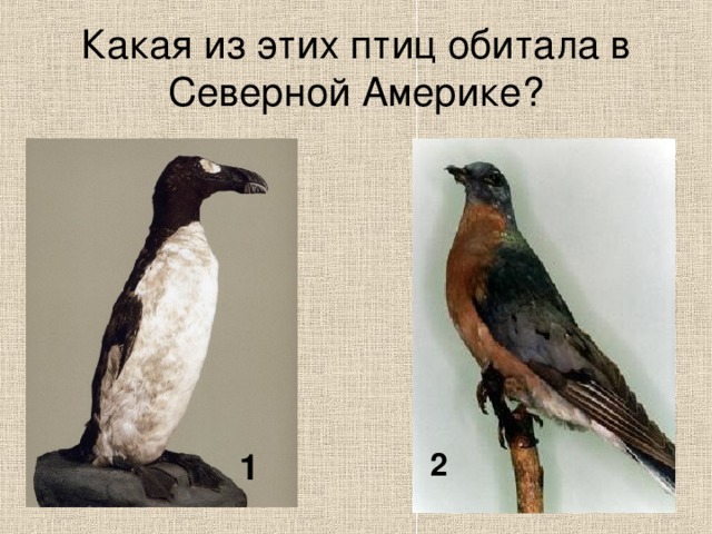 Какая из этих птиц обитала в Северной Америке? 1 2
