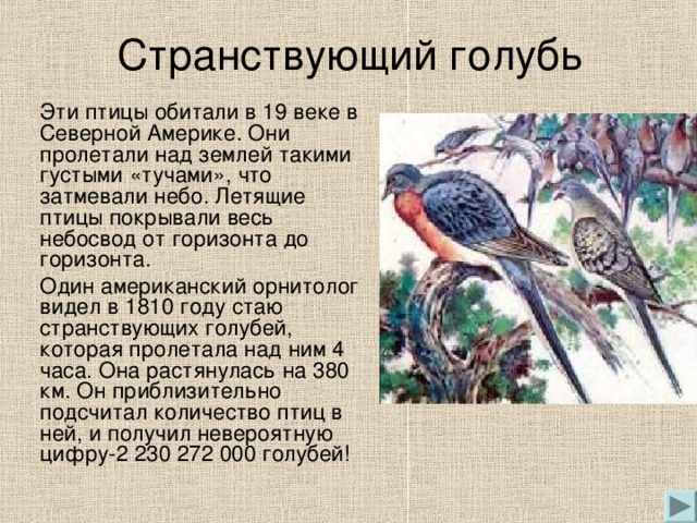 Странствующий голубь  Эти птицы обитали в 19 веке в Северной Америке. Они пролетали над землей такими густыми «тучами», что затмевали небо. Летящие птицы покрывали весь небосвод от горизонта до горизонта.   Один американский орнитолог видел в 1810 году стаю странствующих голубей, которая пролетала над ним 4 часа. Она растянулась на 380 км. Он приблизительно подсчитал количество птиц в ней, и получил невероятную цифру-2 230 272 000 голубей!