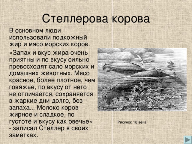 Стеллерова корова  В основном люди использовали подкожный жир и мясо морских коров.  «Запах и вкус жира очень приятны и по вкусу сильно превосходят сало морских и домашних животных. Мясо красное, более плотное, чем говяжье, по вкусу от него не отличается, сохраняется в жаркие дни долго, без запаха... Молоко коров жирное и сладкое, по густоте и вкусу как овечье» - записал Стеллер в своих заметках. Рисунок 18 века