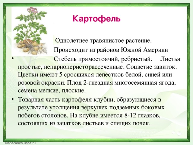 Картофель  Однолетнее травянистое растение.  Происходит из районов Южной Америки  Стебель прямостоячий, ребристый. Листья простые, непарноперисторассеченные. Соцветие завиток. Цветки имеют 5 сросшихся лепестков белой, синей или розовой окраски. Плод 2-гнездная многосемянная ягода, семена мелкие, плоские. Товарная часть картофеля клубни, образующиеся в результате утолщения верхушек подземных боковых побегов столонов. На клубне имеется 8-12 глазков, состоящих из зачатков листьев и спящих почек. 