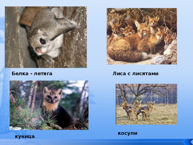 Презентация обитатели тайги информатика