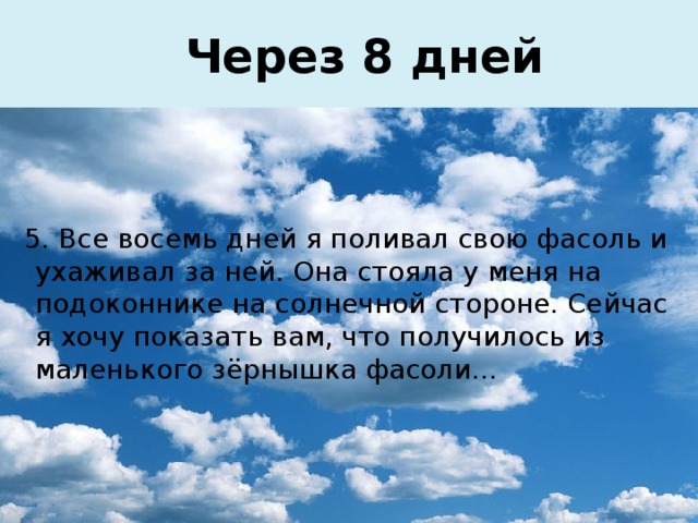  Через 8 дней  5. Все восемь дней я поливал свою фасоль и ухаживал за ней. Она стояла у меня на подоконнике на солнечной стороне. Сейчас я хочу показать вам, что получилось из маленького зёрнышка фасоли… 