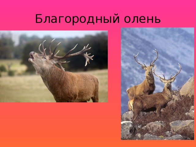 Благородный олень 