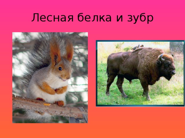 Лесная белка и зубр 