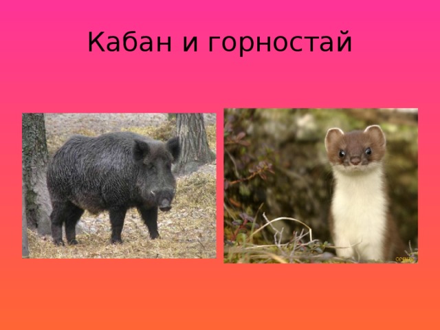 Кабан и горностай 