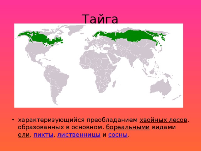 Тайга характеризующийся преобладанием  хвойных лесов , образованных в основном,  бореальными  видами ели ,  пихты ,  лиственницы  и  сосны . 