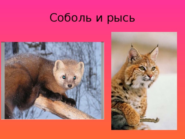 Соболь и рысь 