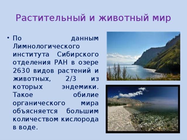 Растительный и животный мир По данным Лимнологического института Сибирского отделения РАН в озере 2630 видов растений и животных, 2/3 из которых эндемики. Такое обилие органического мира объясняется большим количеством кислорода в воде. 