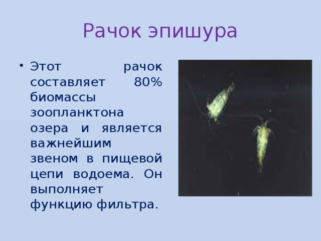 Рачок эпишура Этот рачок составляет 80% биомассы зоопланктона озера и является важнейшим звеном в пищевой цепи водоема. Он выполняет функцию фильтра. 