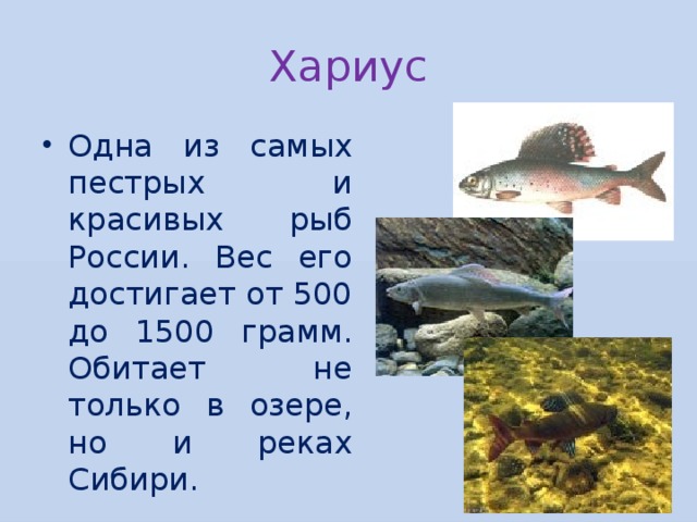 Хариус Одна из самых пестрых и красивых рыб России. Вес его достигает от 500 до 1500 грамм. Обитает не только в озере, но и реках Сибири. 