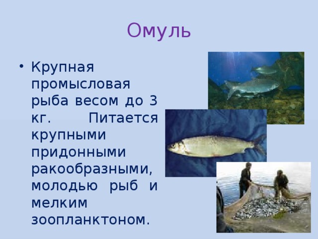 Омуль Крупная промысловая рыба весом до 3 кг. Питается крупными придонными ракообразными, молодью рыб и мелким зоопланктоном. 