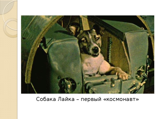 Собака Лайка – первый «космонавт» 