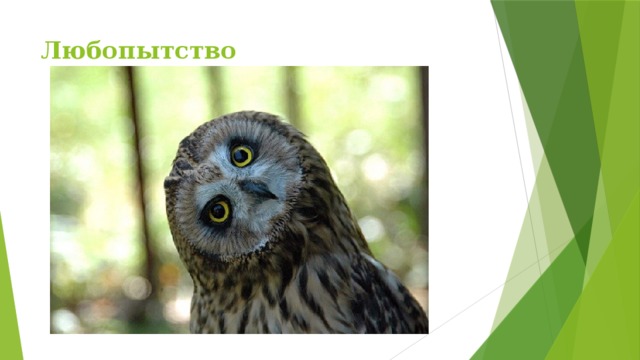 Любопытство   