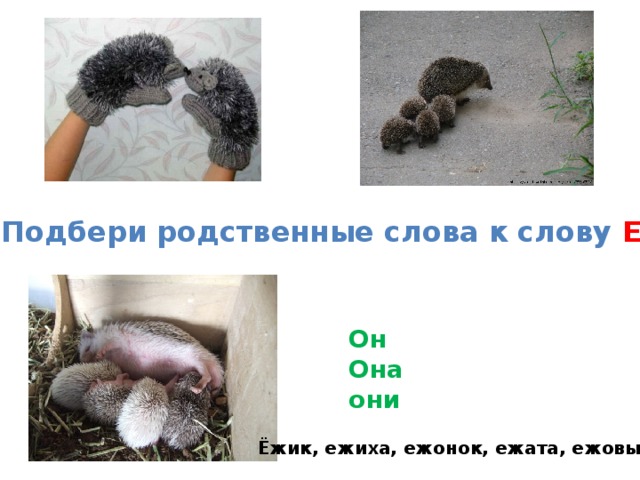 Подбери родственные слова к слову ЕЖ . Он Она они Ёжик, ежиха, ежонок, ежата, ежовые 