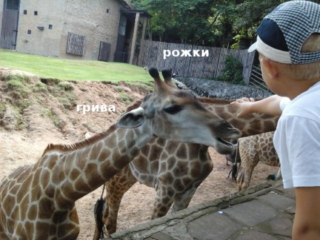 рожки грива 