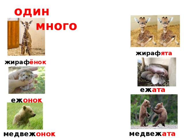 один много жираф ята жираф ёнок еж ата еж онок медвеж ата медвеж онок 