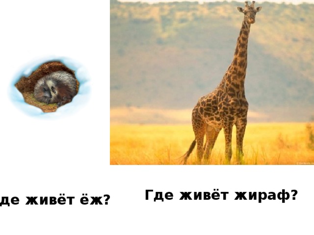 Где живёт жираф? Где живёт ёж? 