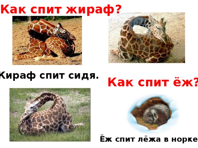 Как спит жираф? Жираф спит сидя. Как спит ёж? Ёж спит лёжа в норке. 