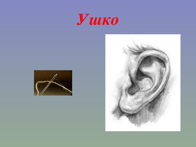 Ушко 