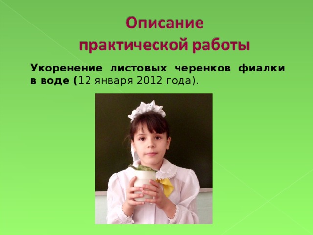 Укоренение листовых черенков фиалки в воде ( 12 января 2012 года).